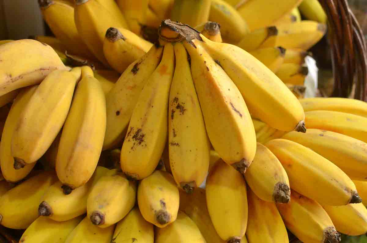 Madeira Bananen