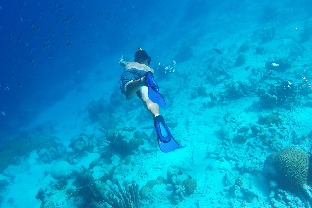Wspaniały świat podwodny na  Bonaire