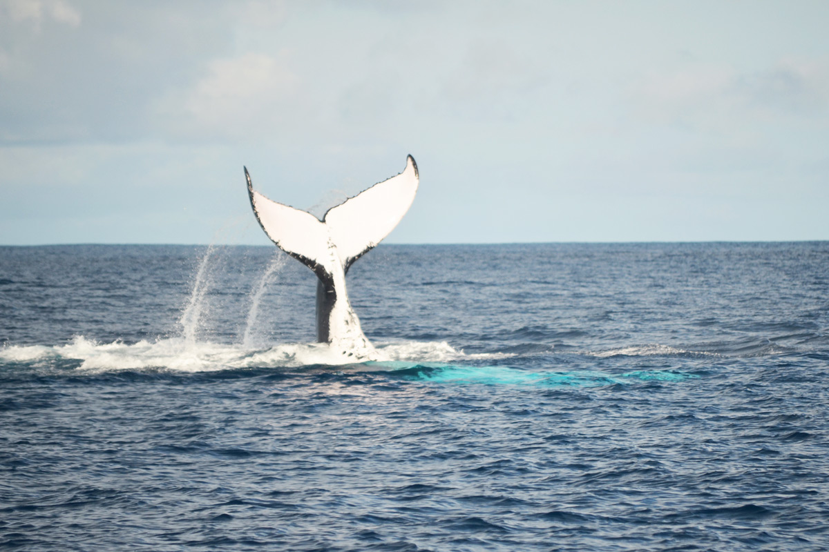 Wieloryby w Tonga